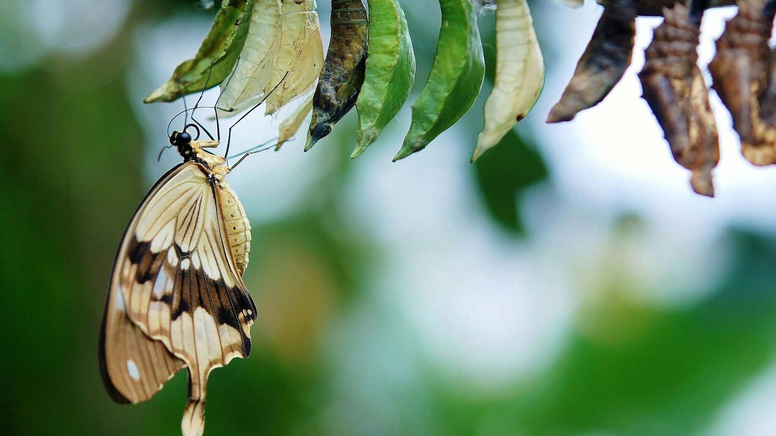 brown and white swallowtail butterfly under white green and brown cocoon in shallow focus lens