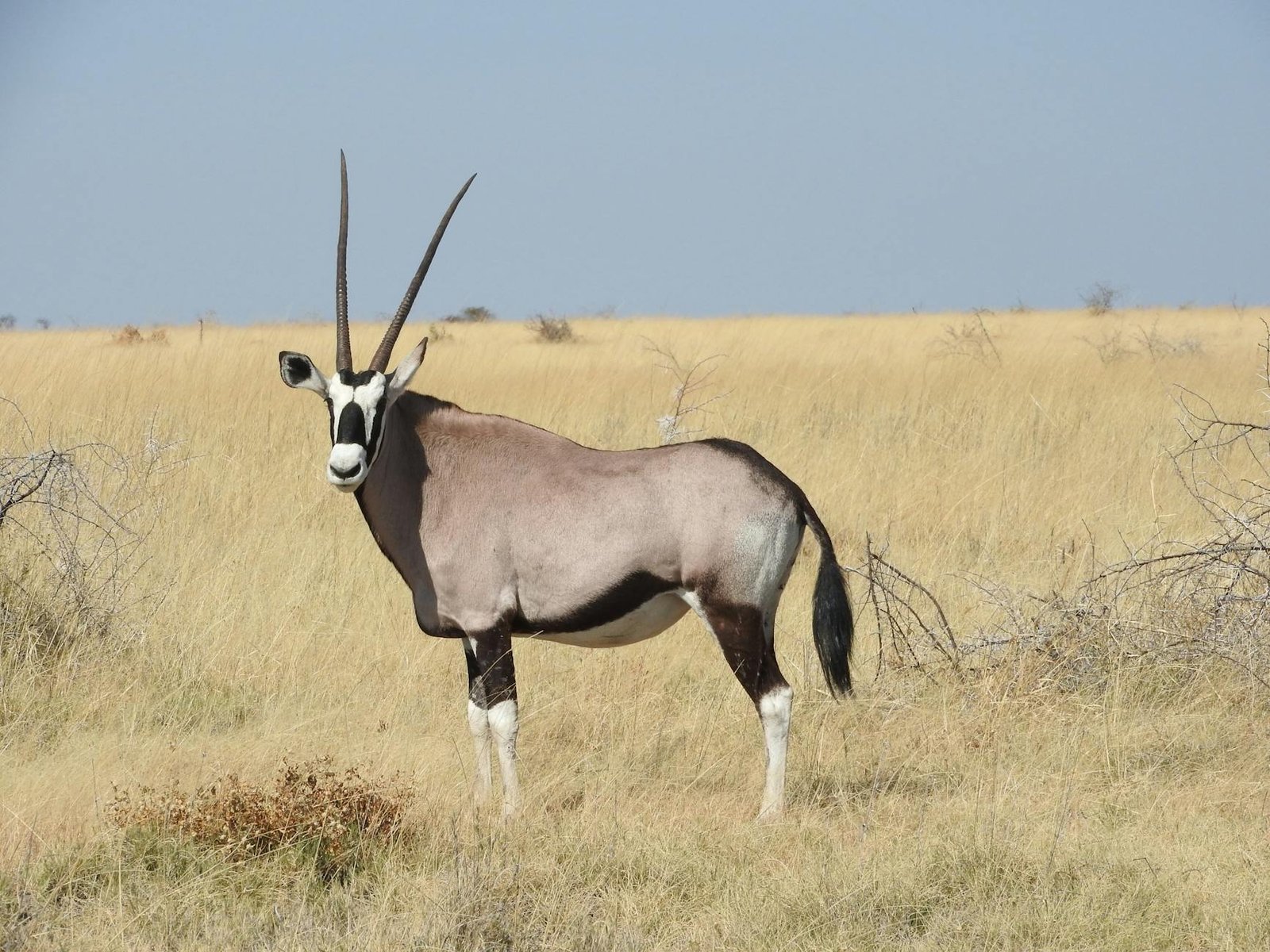 an oryx on brown grass field