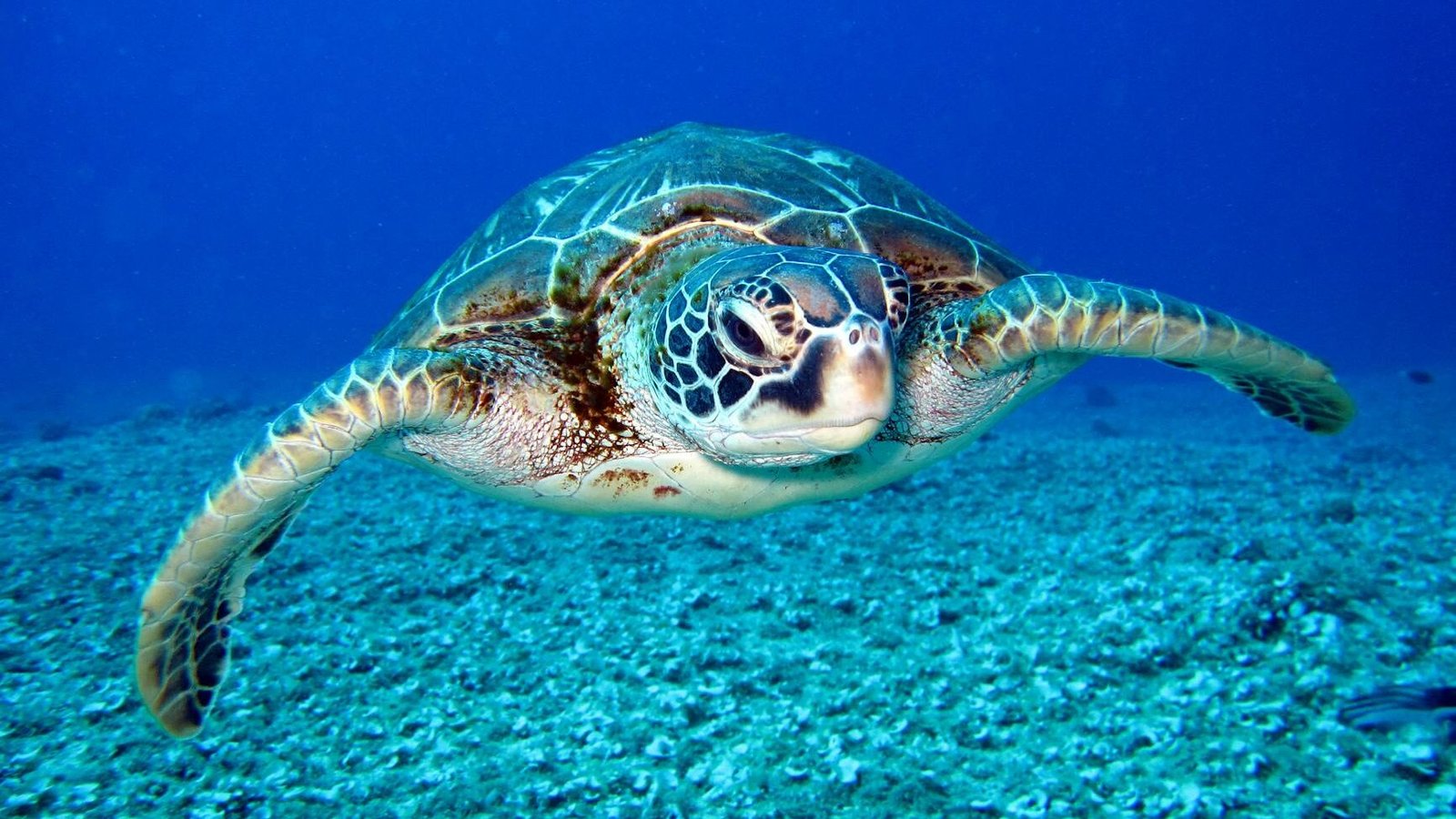 black and white turtle