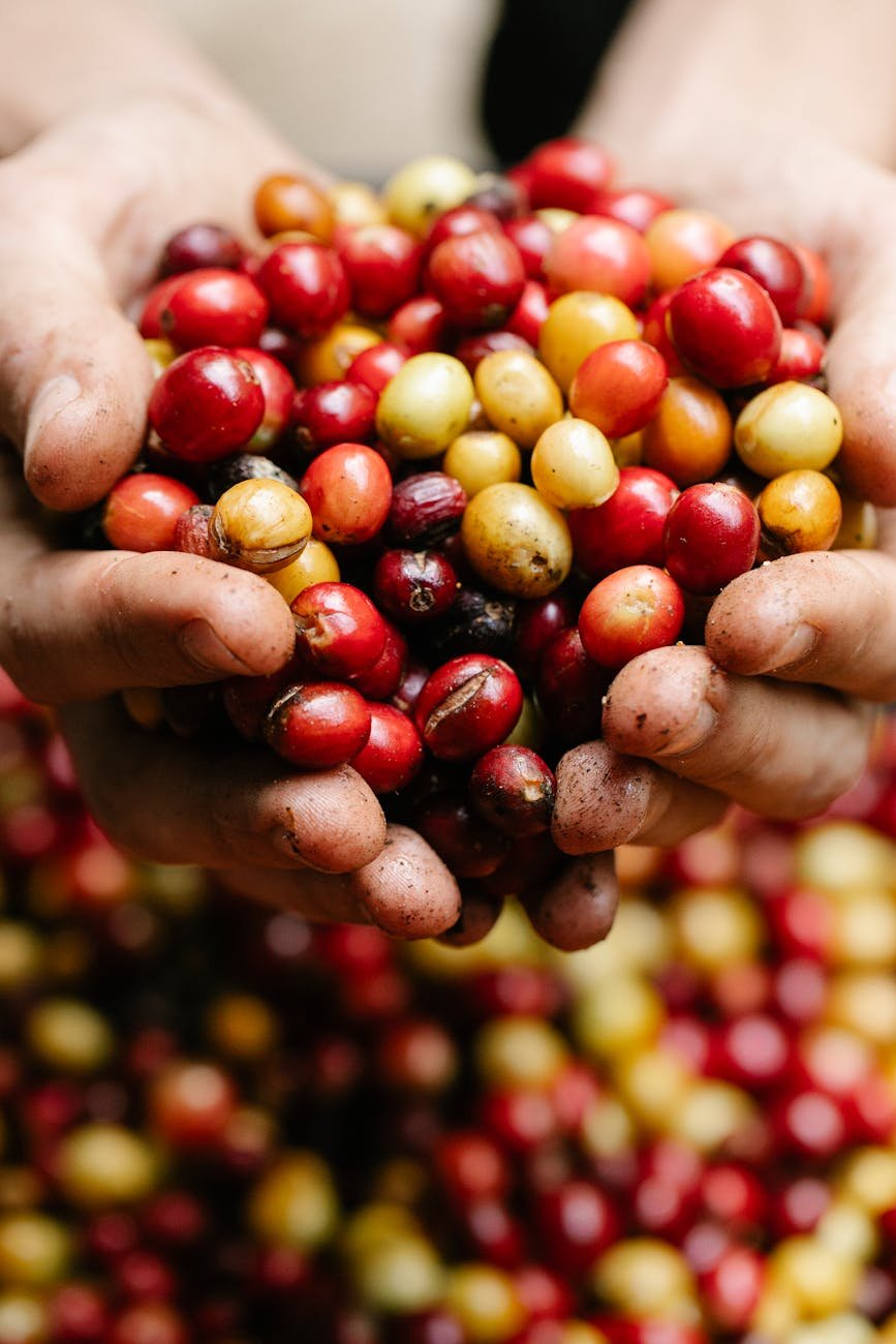 unrecognizable man with heap of coffee berries